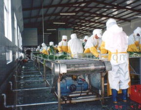 蔬菜加工设备生产线 供应信息 食品科技网